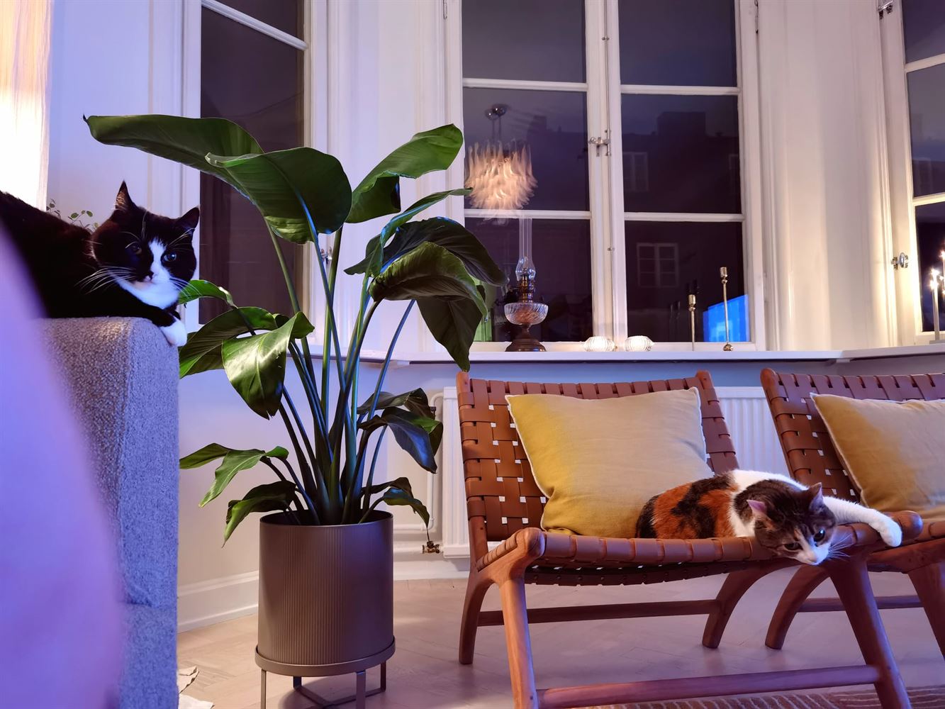 b4d23b83ba197c0df9c157fa15a564e3