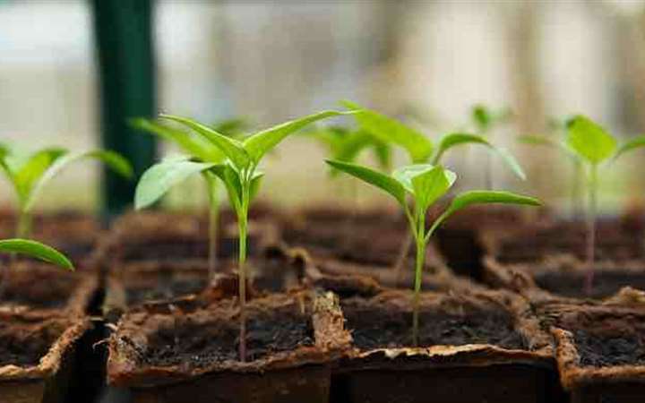 seedling-g27e04efe2_640